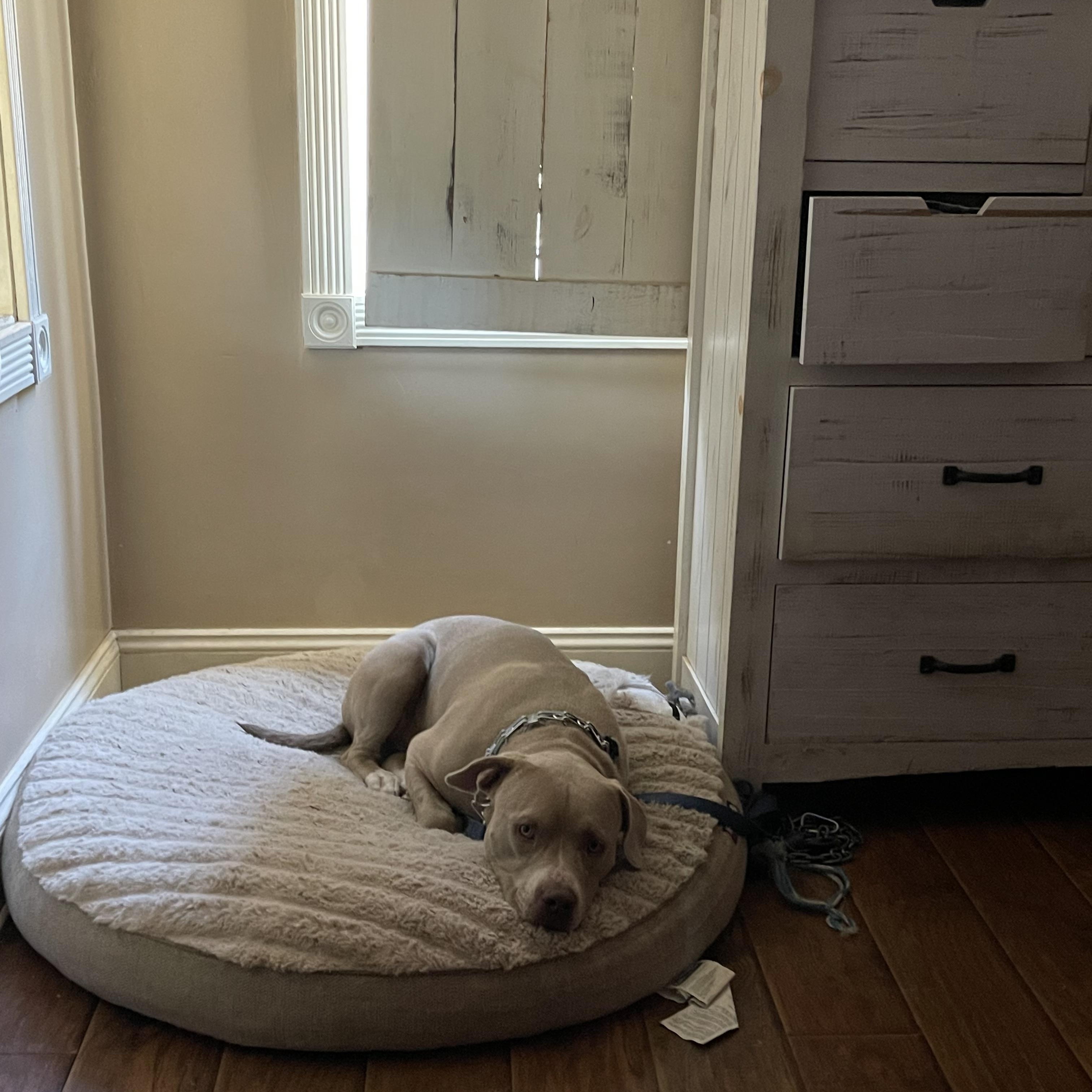 Enlarge Dexter, a Adoptable Pit Bull Terrier in Malibu, CA image 3/5