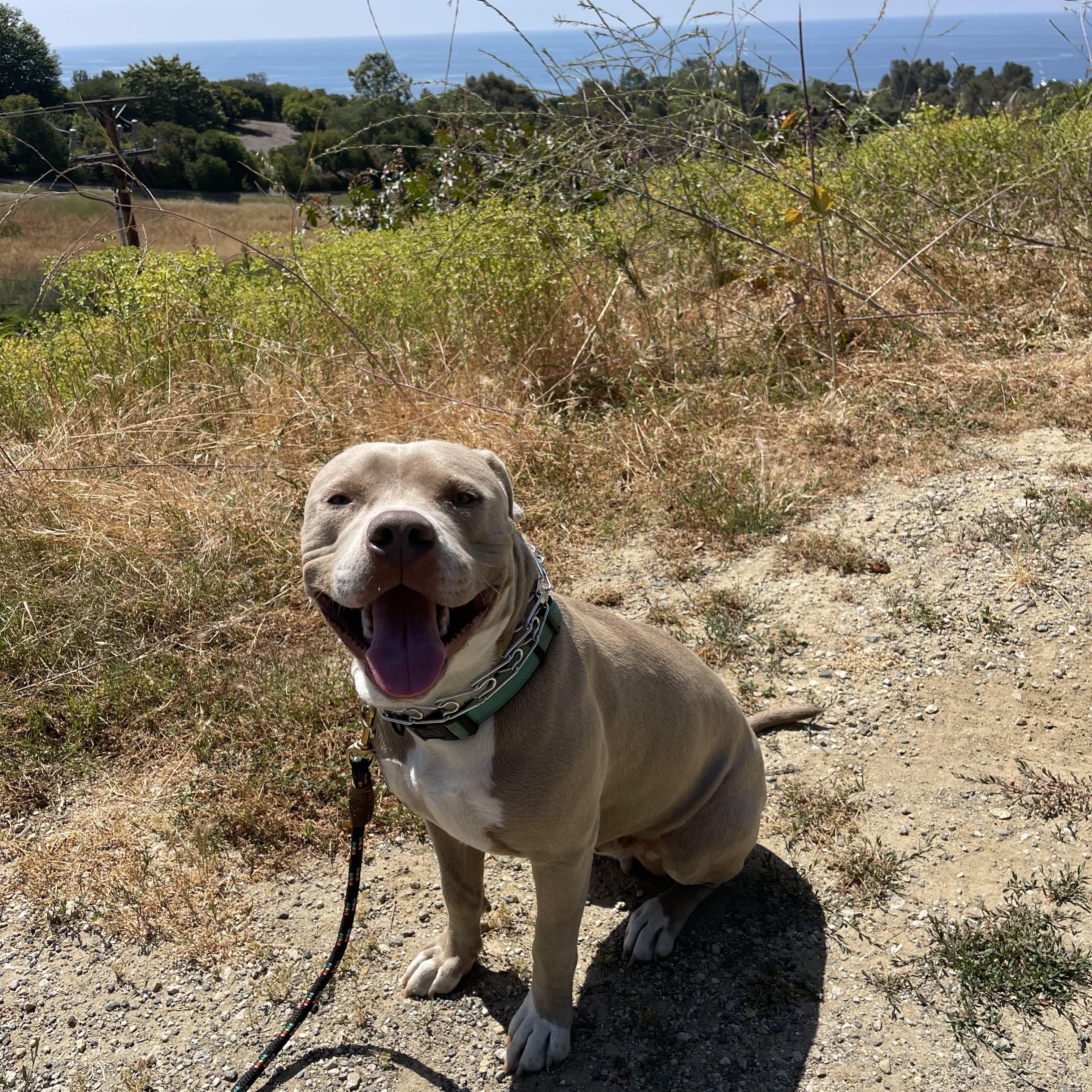 Enlarge Dexter, a Adoptable Pit Bull Terrier in Malibu, CA image 2/5