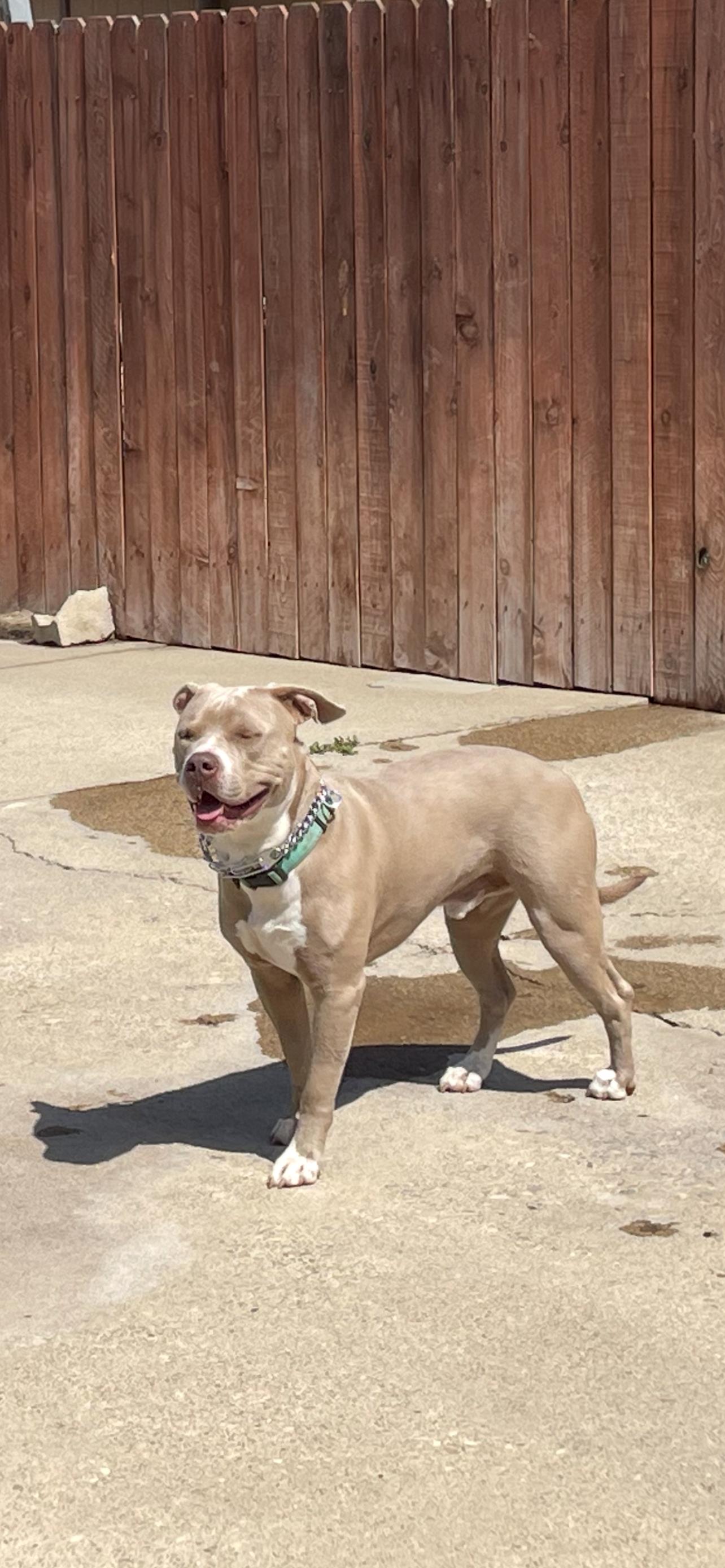 Dexter, Adoptable, Young Male Pit Bull Terrier.