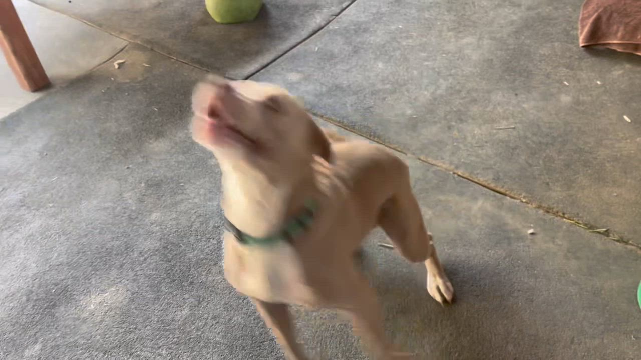 Enlarge Dexter, a Adoptable Pit Bull Terrier in Malibu, CA video 4/5