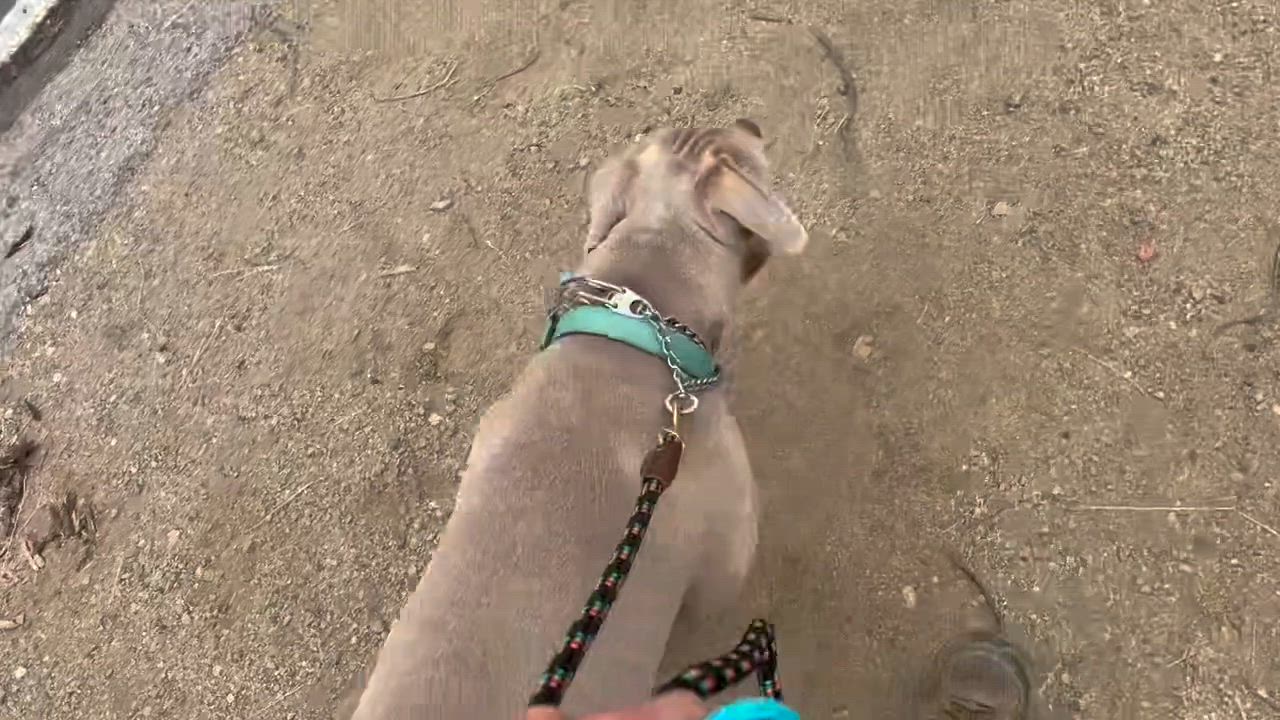 Enlarge Dexter, a Adoptable Pit Bull Terrier in Malibu, CA video 5/5
