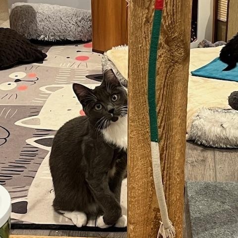 Austin, Adoptable, Young Male Domestic Short Hair.