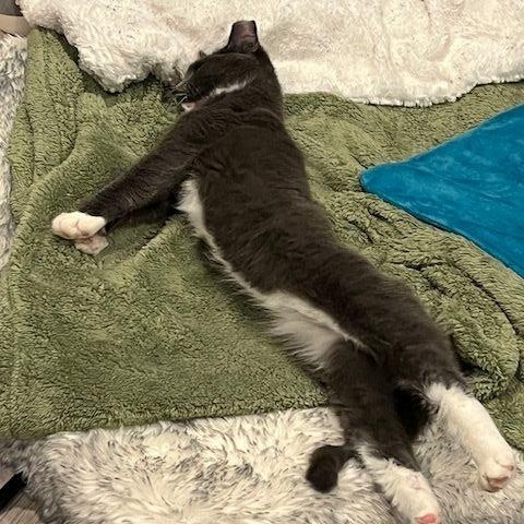 Enlarge Austin, a Adoptable Domestic Short Hair in Manorville , NY image 2/4