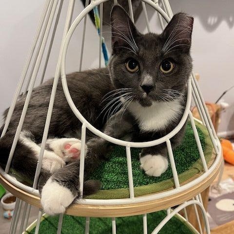 Enlarge Austin, a Adoptable Domestic Short Hair in Manorville , NY image 3/4