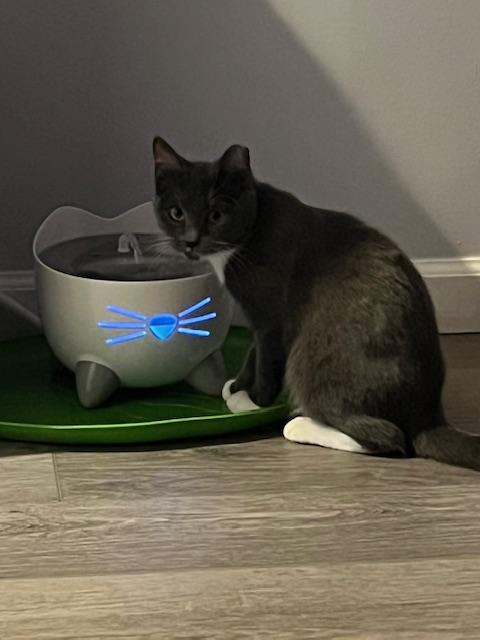 Enlarge Austin, a Adoptable Domestic Short Hair in Manorville , NY image 4/4