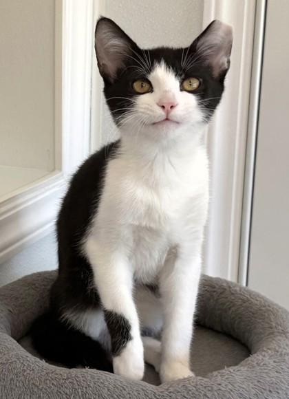 Stitch, Adoptable, Kitten Male Domestic Short Hair & Domestic Short Hair.
