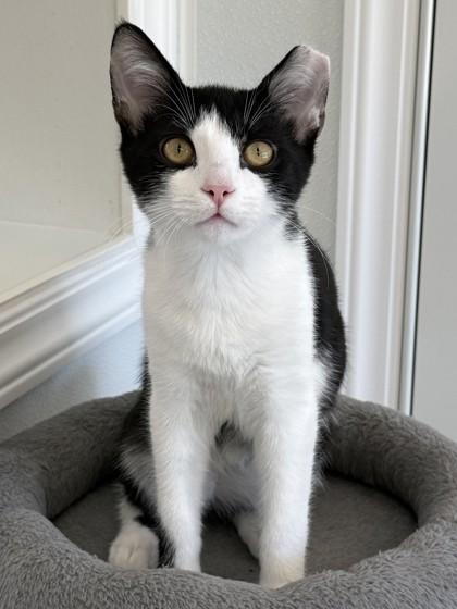 Enlarge Stitch, a Adoptable mixed breed in Venice, FL image 2/3