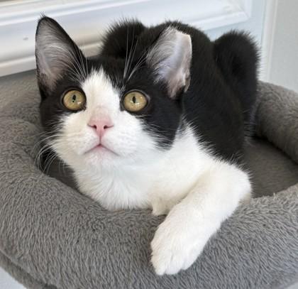 Enlarge Stitch, a Adoptable mixed breed in Venice, FL image 3/3