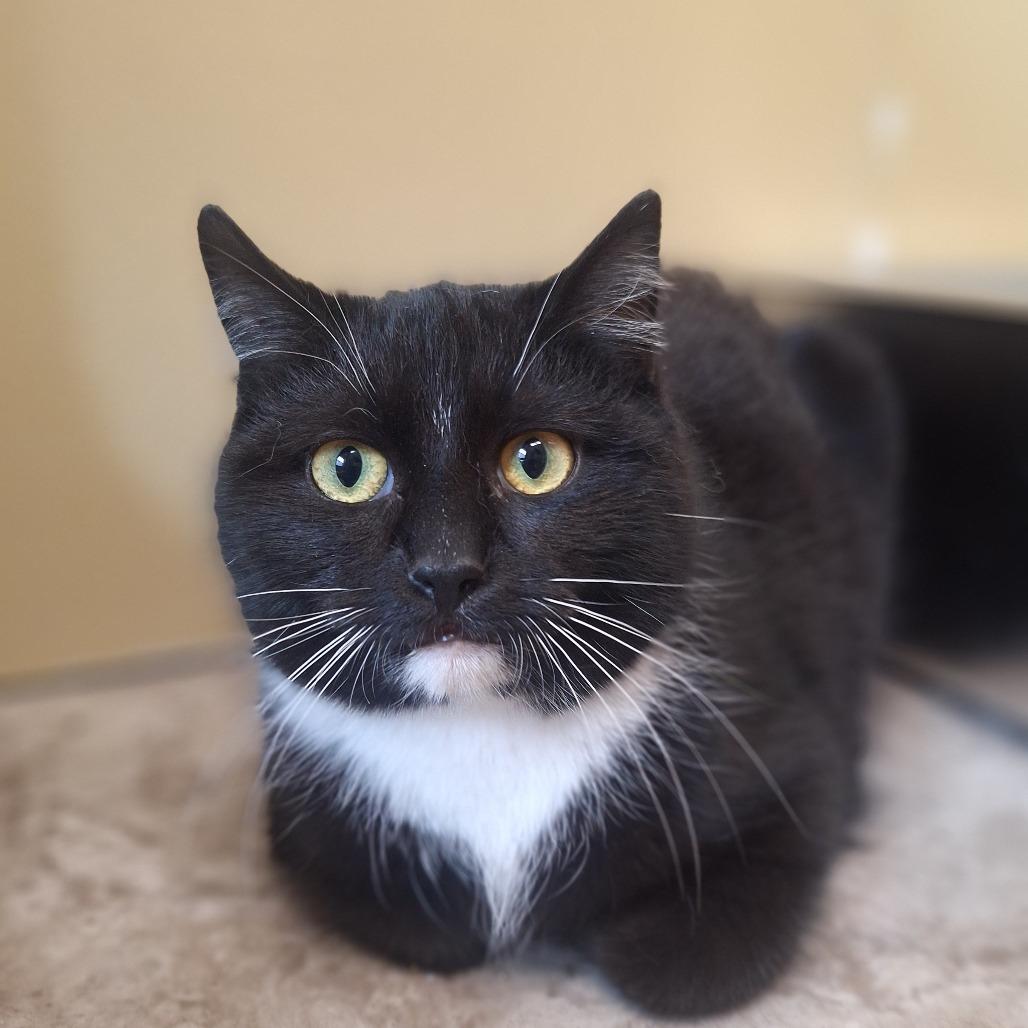 Enlarge Onyx, a Adoptable Domestic Short Hair in Attica, NY image 1/1