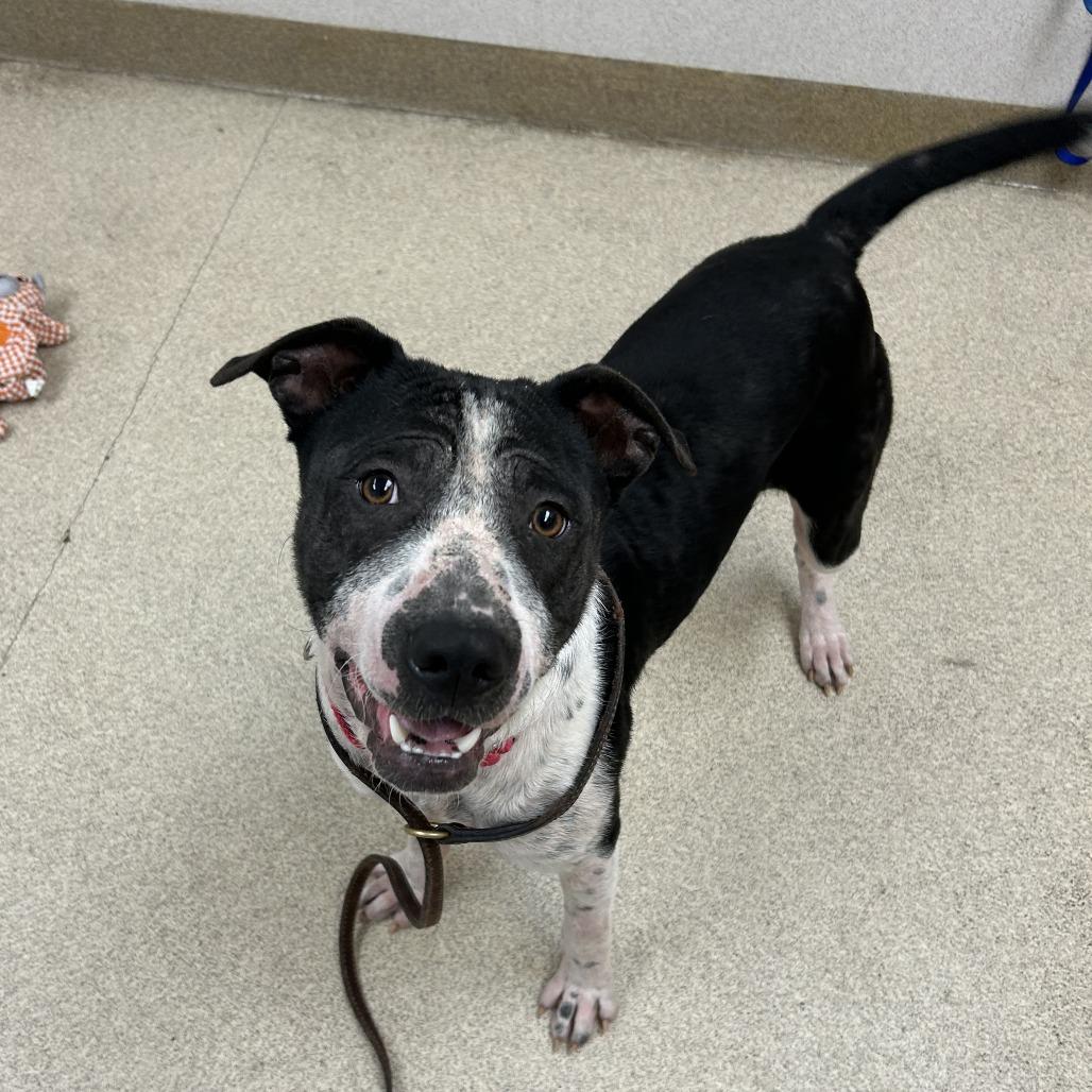 Domino, Adoptable, Adult Male American Staffordshire Terrier & Border Collie.