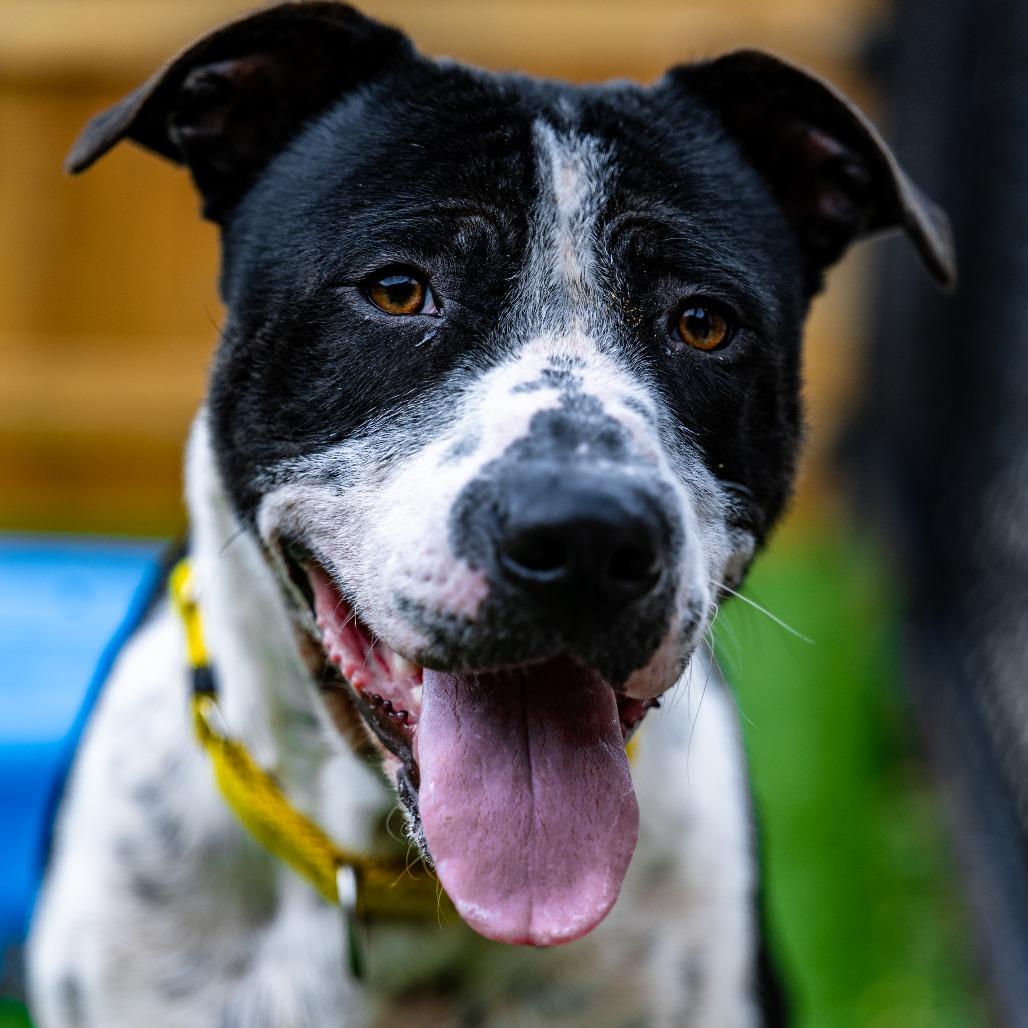 Enlarge Domino, a Adoptable mixed breed in Naperville, IL image 2/6
