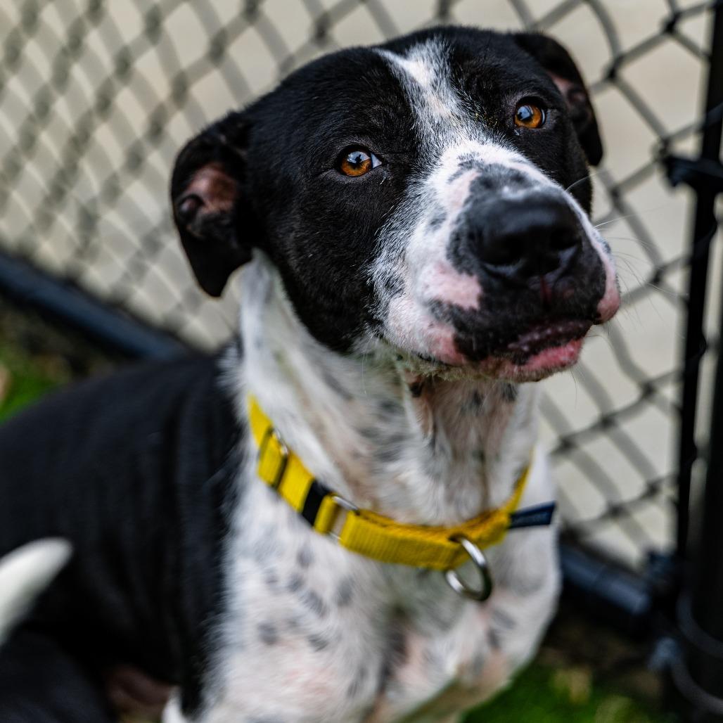 Enlarge Domino, a Adoptable mixed breed in Naperville, IL image 3/6