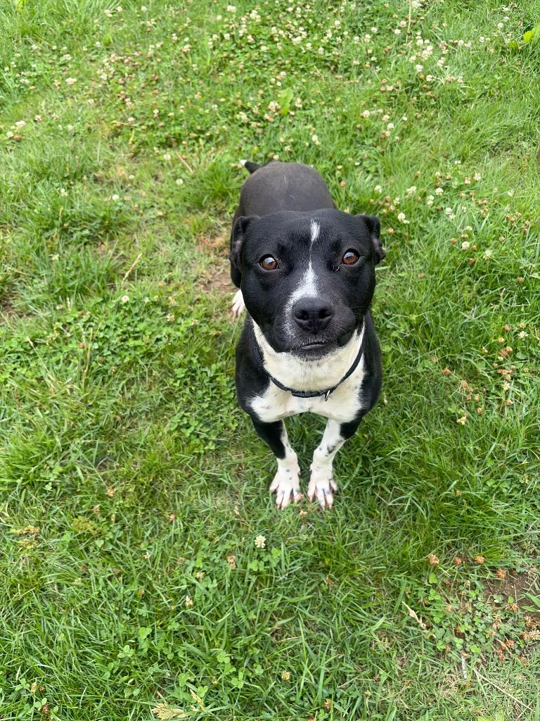 Joseph, Adoptable, Young Male Pit Bull Terrier.