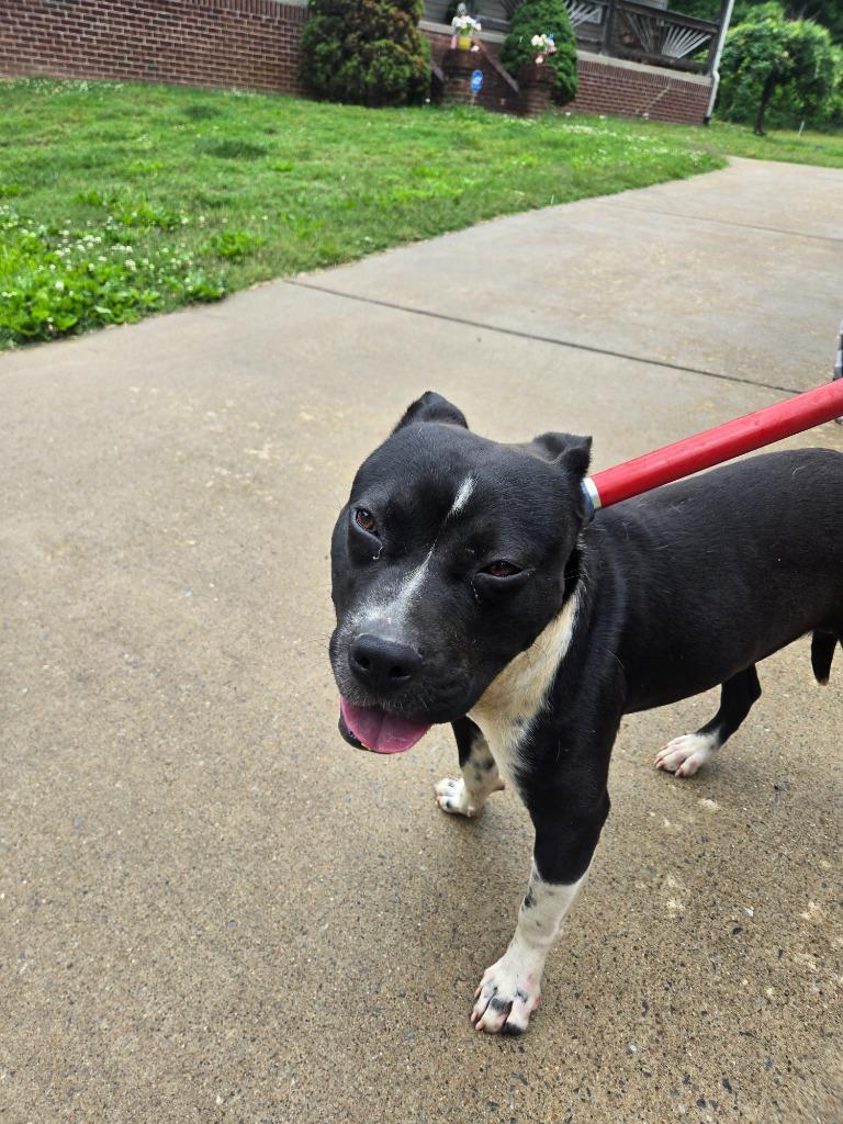 Joseph, a Adoptable Pit Bull Terrier in Gallatin, TN image 2/2