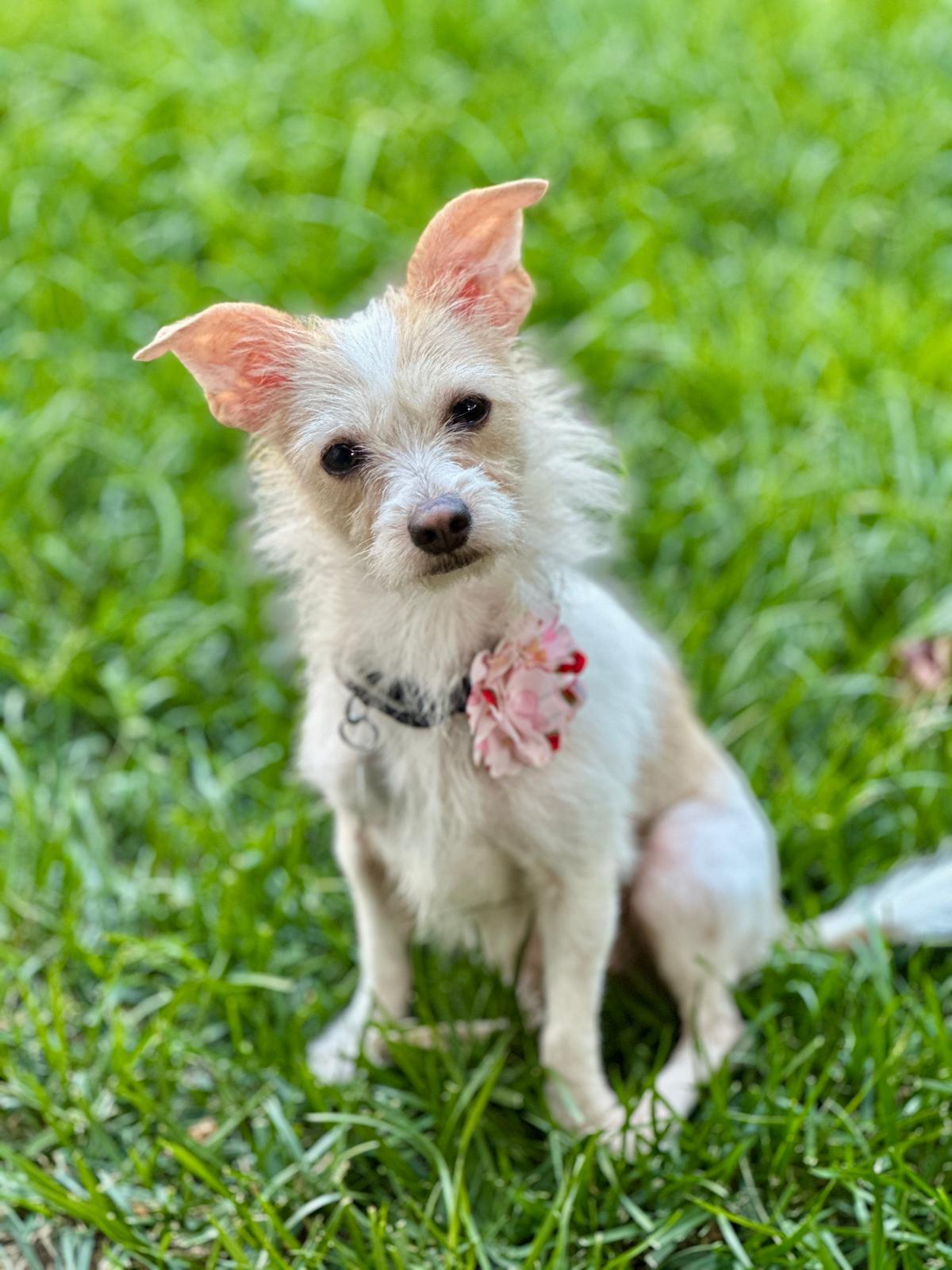 Kiara, Adoptable, Adult Female Terrier.