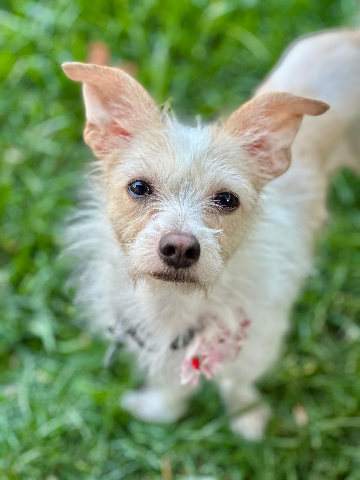 Kiara, a Adoptable mixed breed in San Francisco, CA image 2/2