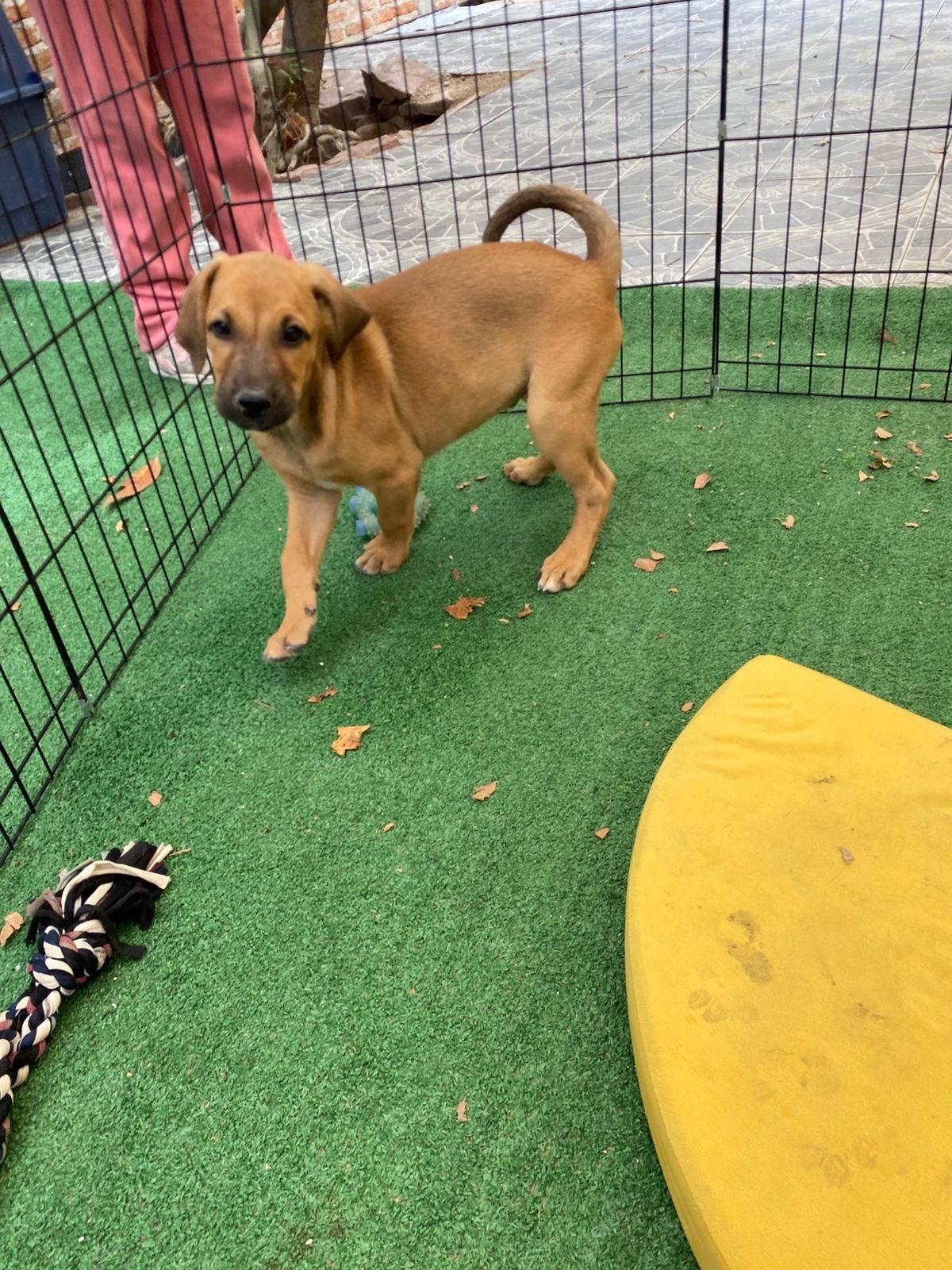 Enlarge Anthony Bridgerton, a ADOPTABLE mixed breed in Austin, TX image 4/6