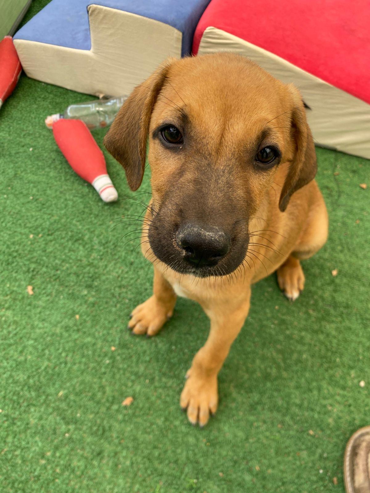 Enlarge Anthony Bridgerton, a ADOPTABLE mixed breed in Austin, TX image 1/6