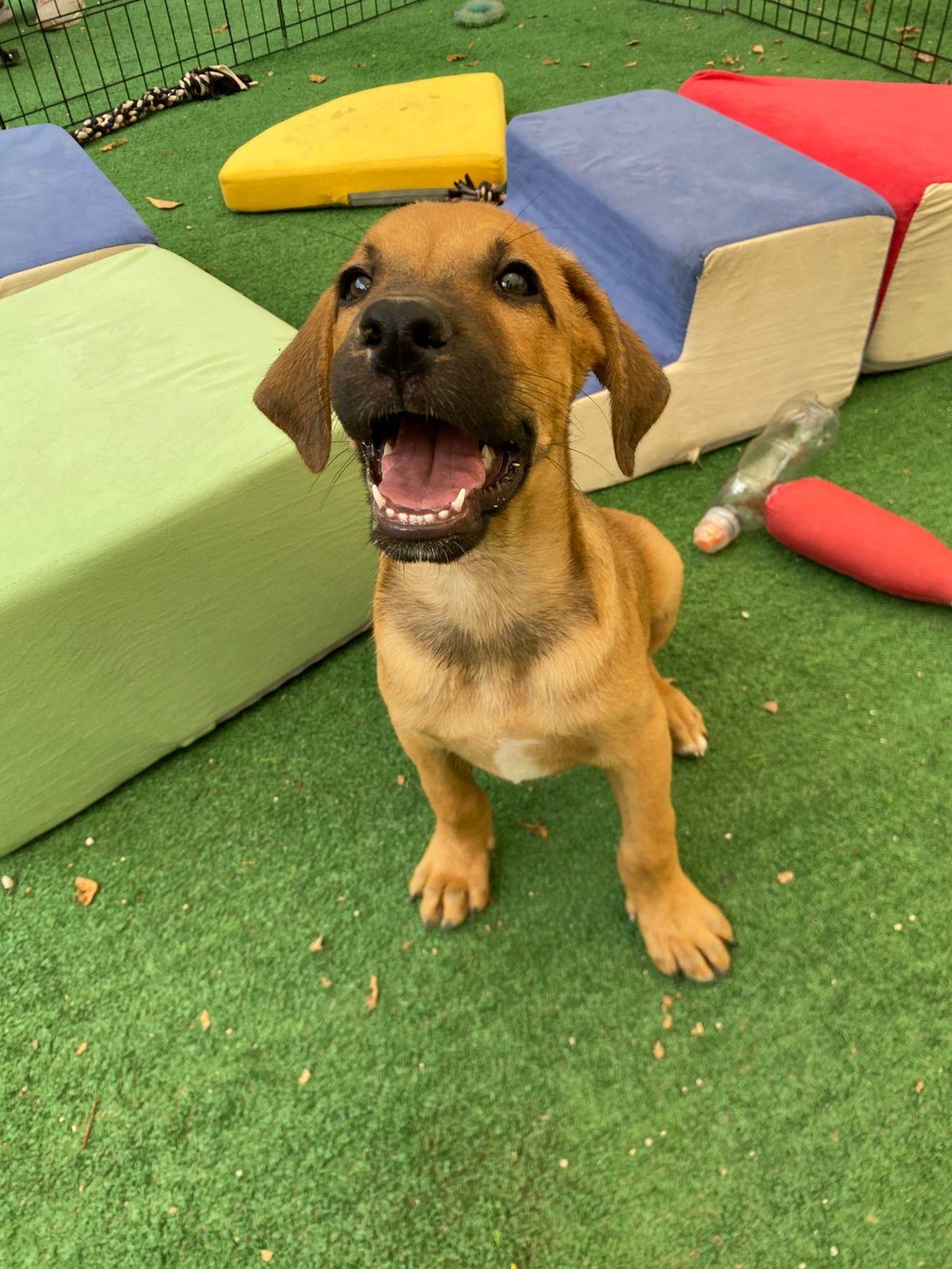 Enlarge Anthony Bridgerton, a ADOPTABLE mixed breed in Austin, TX image 2/6