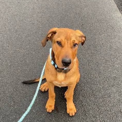 Lucas, a Adopted Hound in Chesterville, ME image 1/6