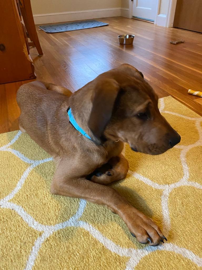 Lucas, a Adopted Hound in Chesterville, ME image 3/6