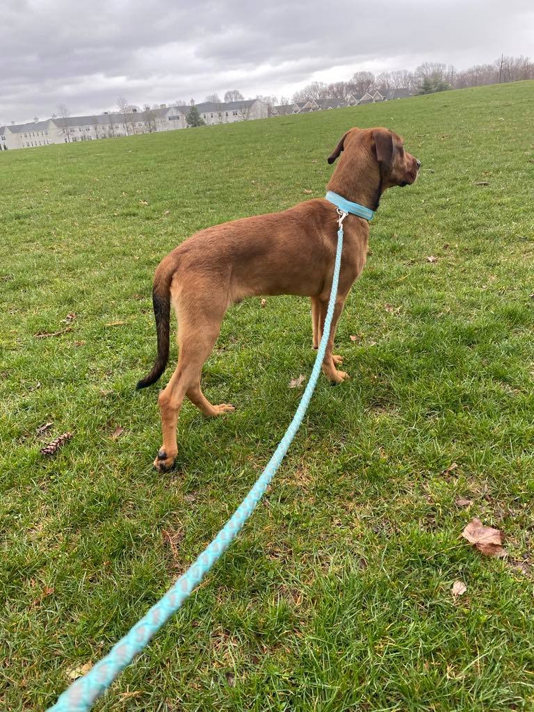 Lucas, a Adopted Hound in Chesterville, ME image 4/6