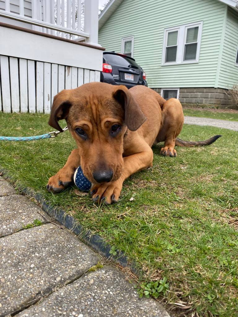 Lucas, a Adopted Hound in Chesterville, ME image 6/6
