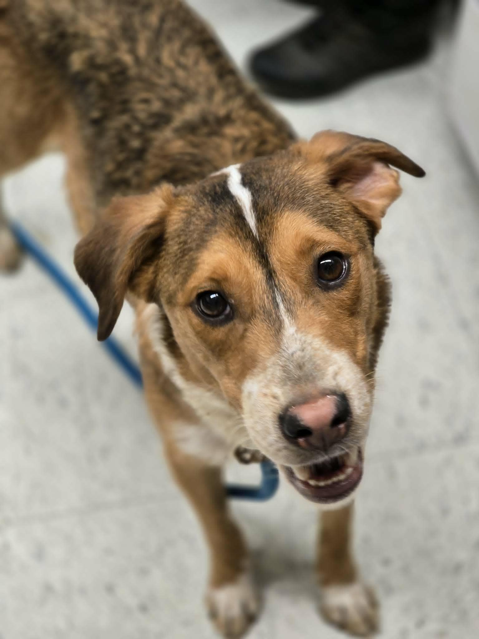 Enlarge Peaches, an adoptable mixed breed in Grants Pass, OR image 1/3