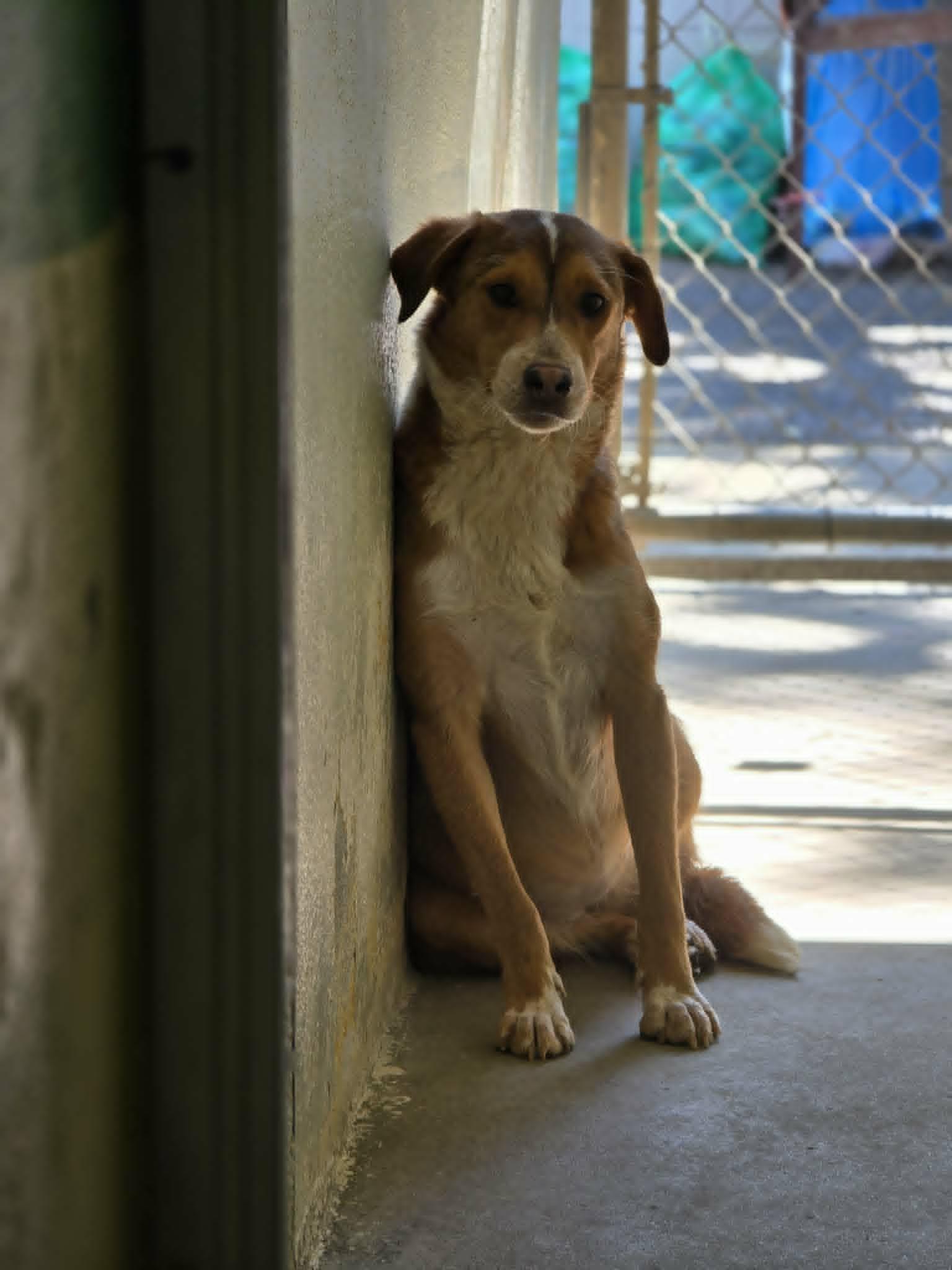 Enlarge Peaches, an adoptable mixed breed in Grants Pass, OR image 3/3