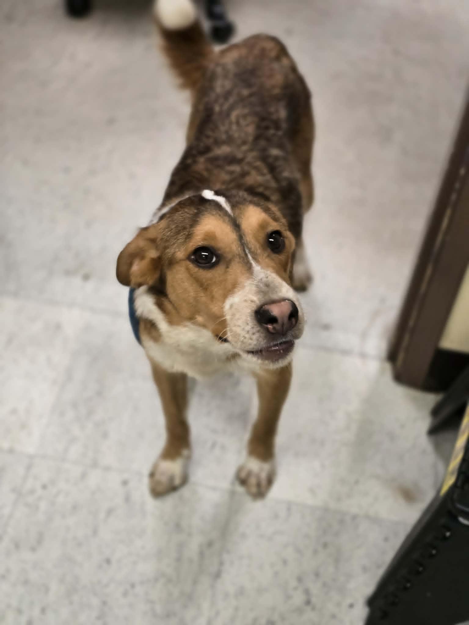 Enlarge Peaches, an adoptable mixed breed in Grants Pass, OR image 2/3