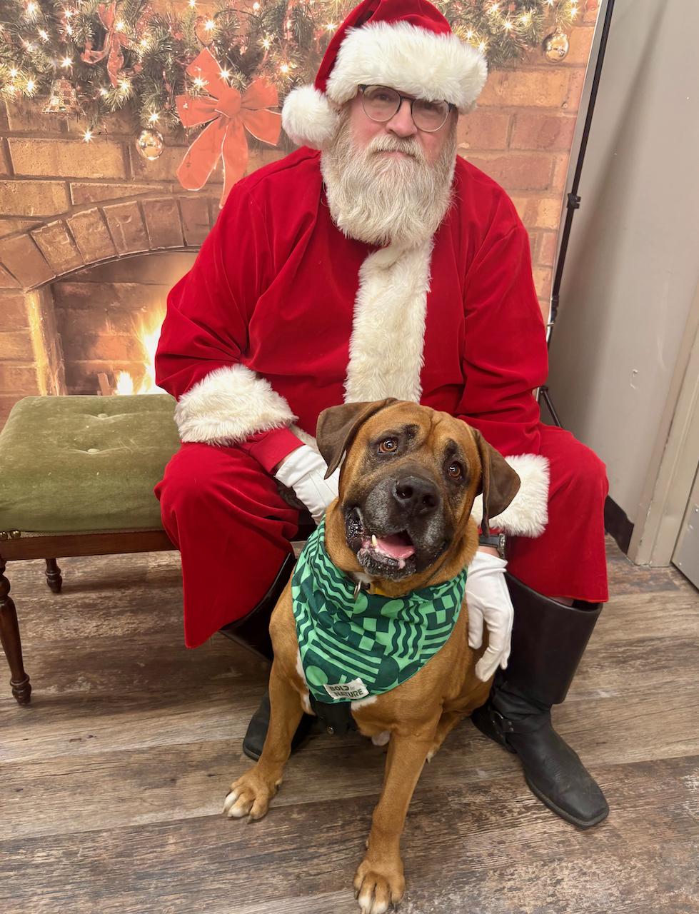 Turbo, Adoptable, Adult Male Mastiff.