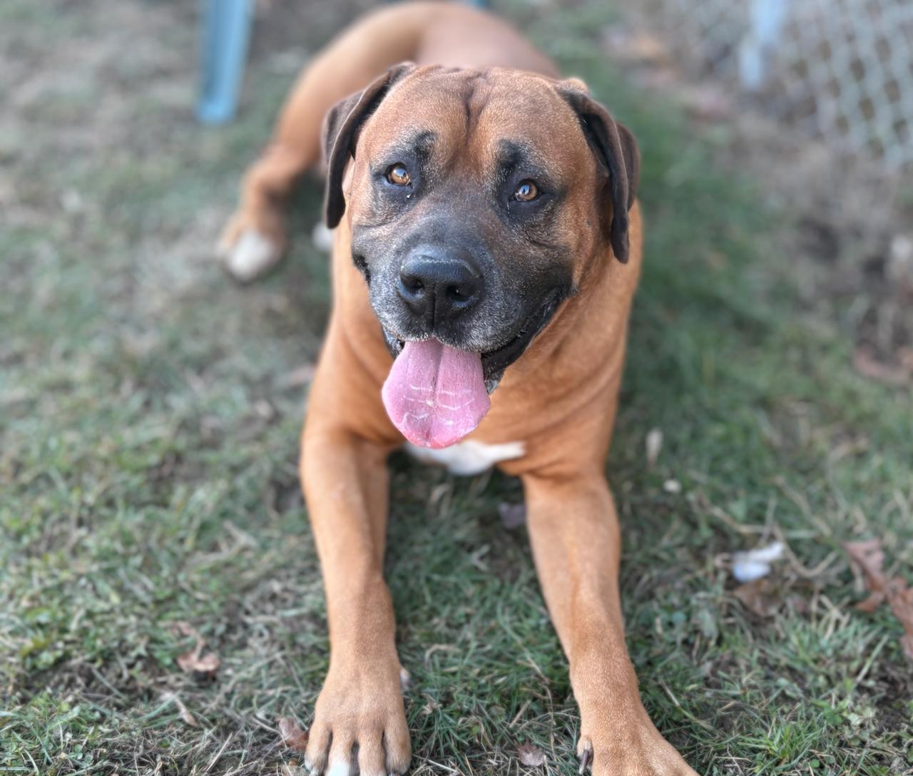 Turbo, a Adoptable mixed breed in St Stephen, NB image 2/5