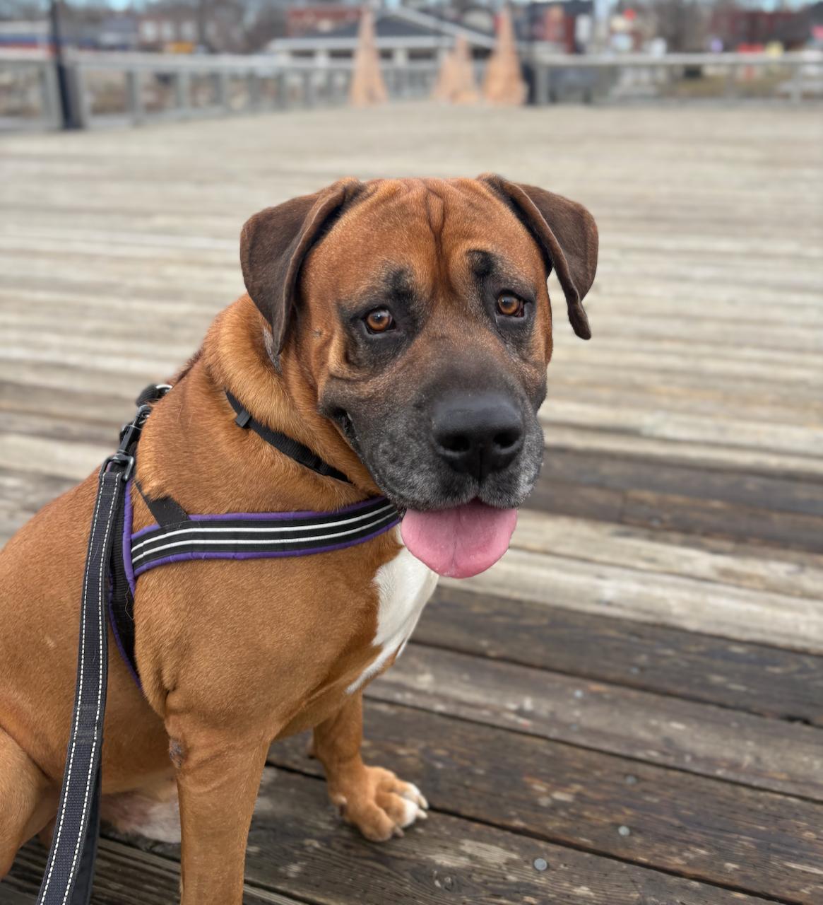 Turbo, a Adoptable mixed breed in St Stephen, NB image 4/5
