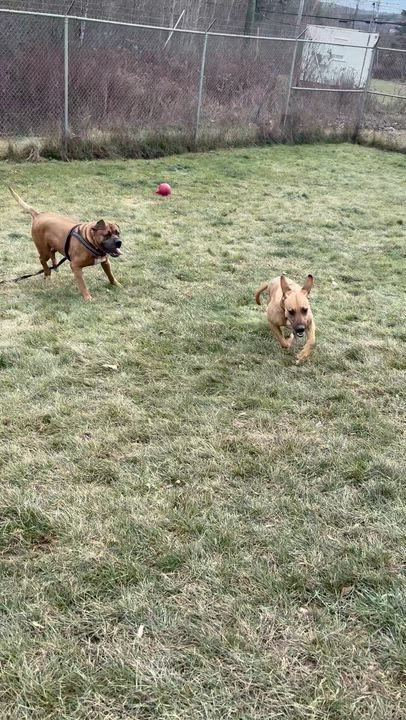 Enlarge Turbo, a Adoptable mixed breed in St Stephen, NB video 5/5