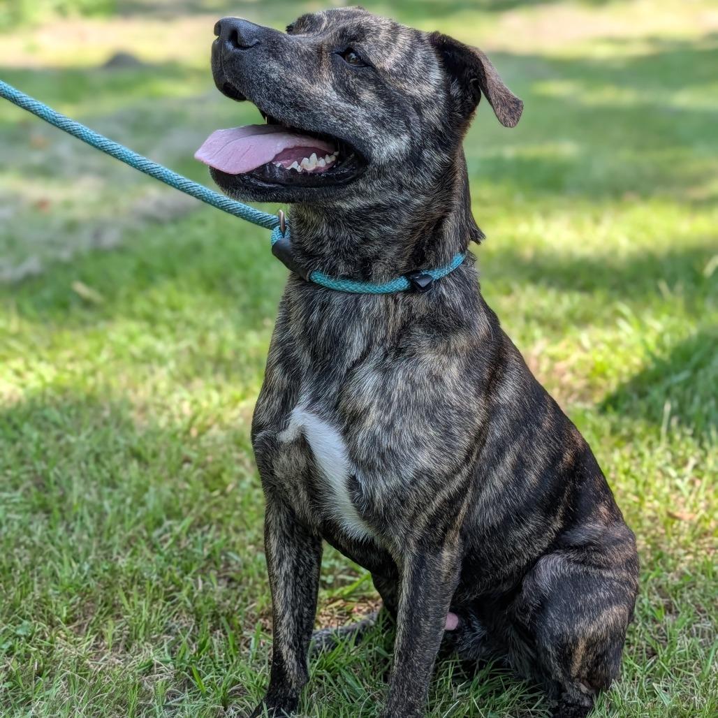 Enlarge P.J., a Adoptable mixed breed in Tylertown, MS image 1/4