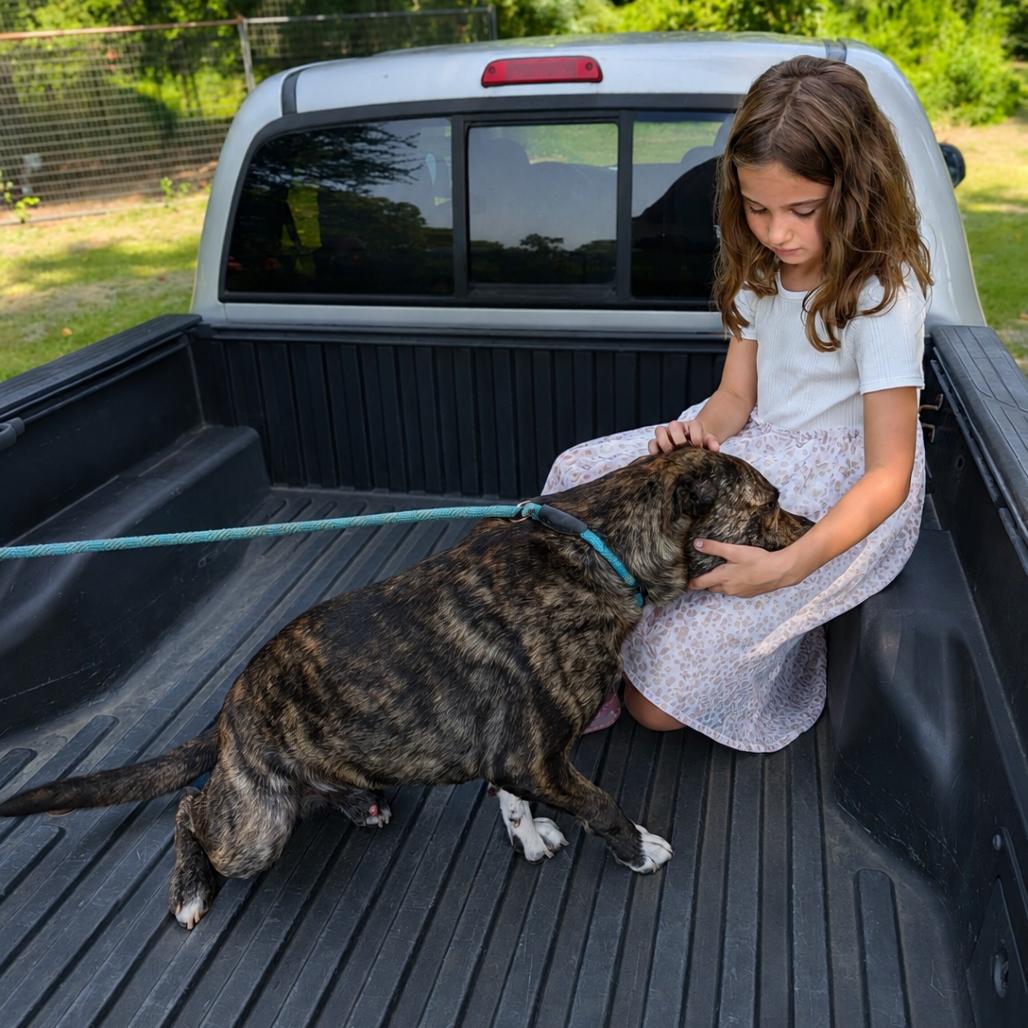 Enlarge P.J., a Adoptable mixed breed in Tylertown, MS image 2/4