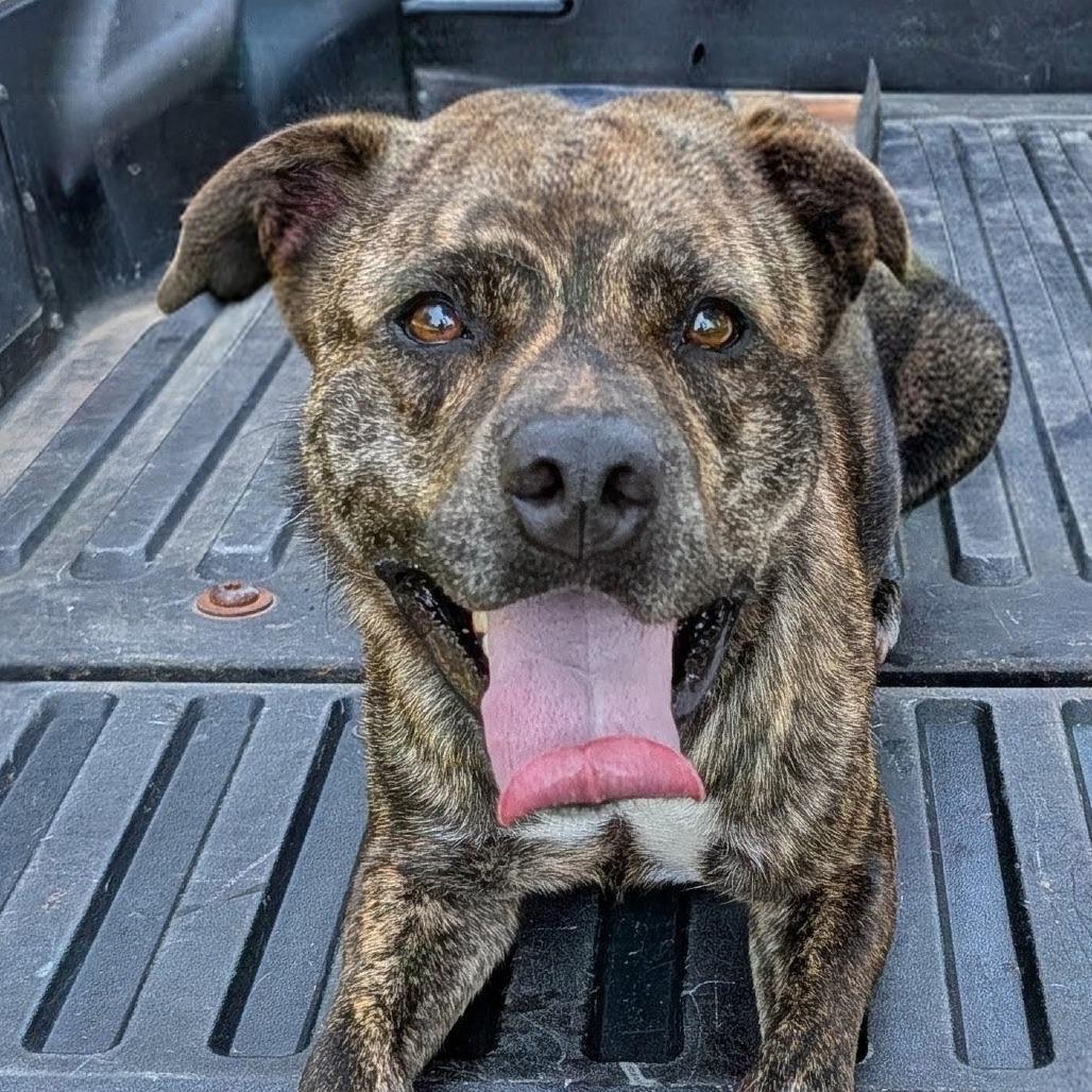 Enlarge P.J., a Adoptable mixed breed in Tylertown, MS image 3/4