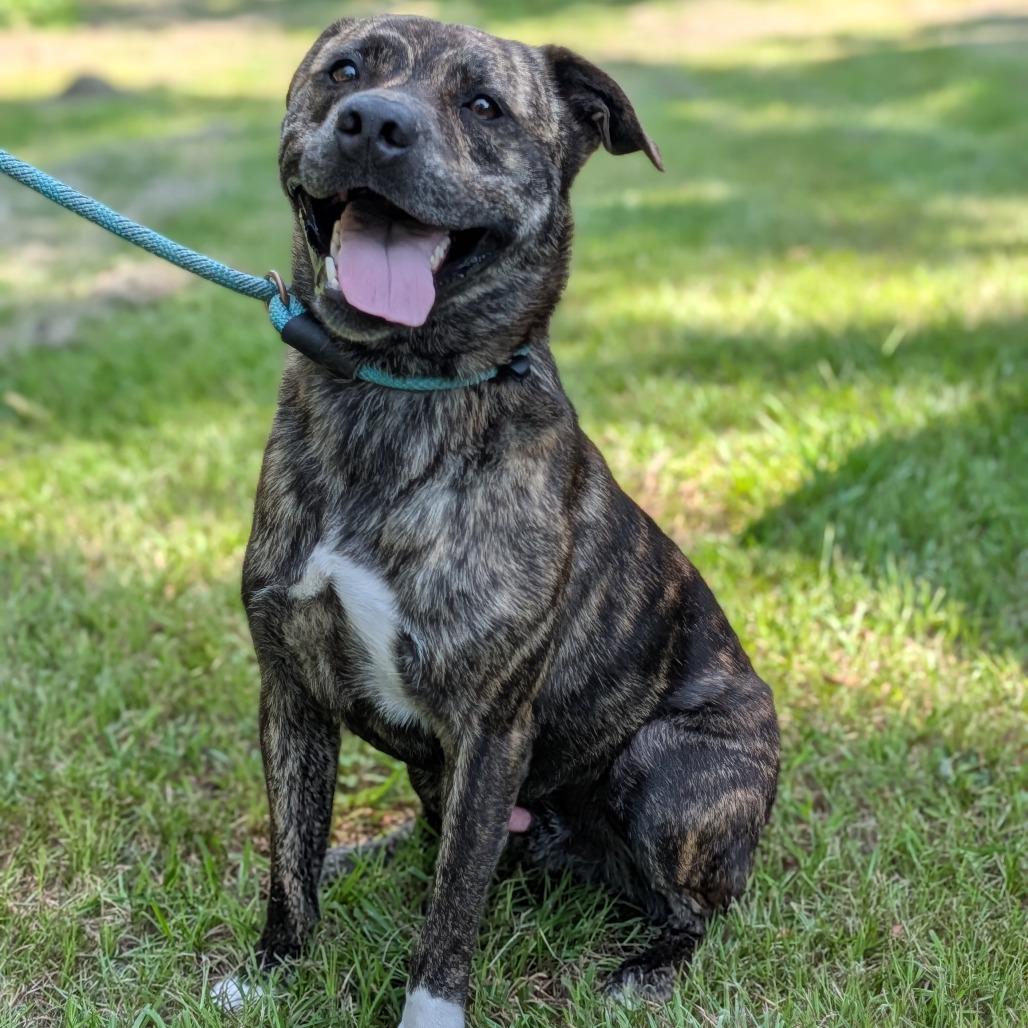 Enlarge P.J., a Adoptable mixed breed in Tylertown, MS image 4/4