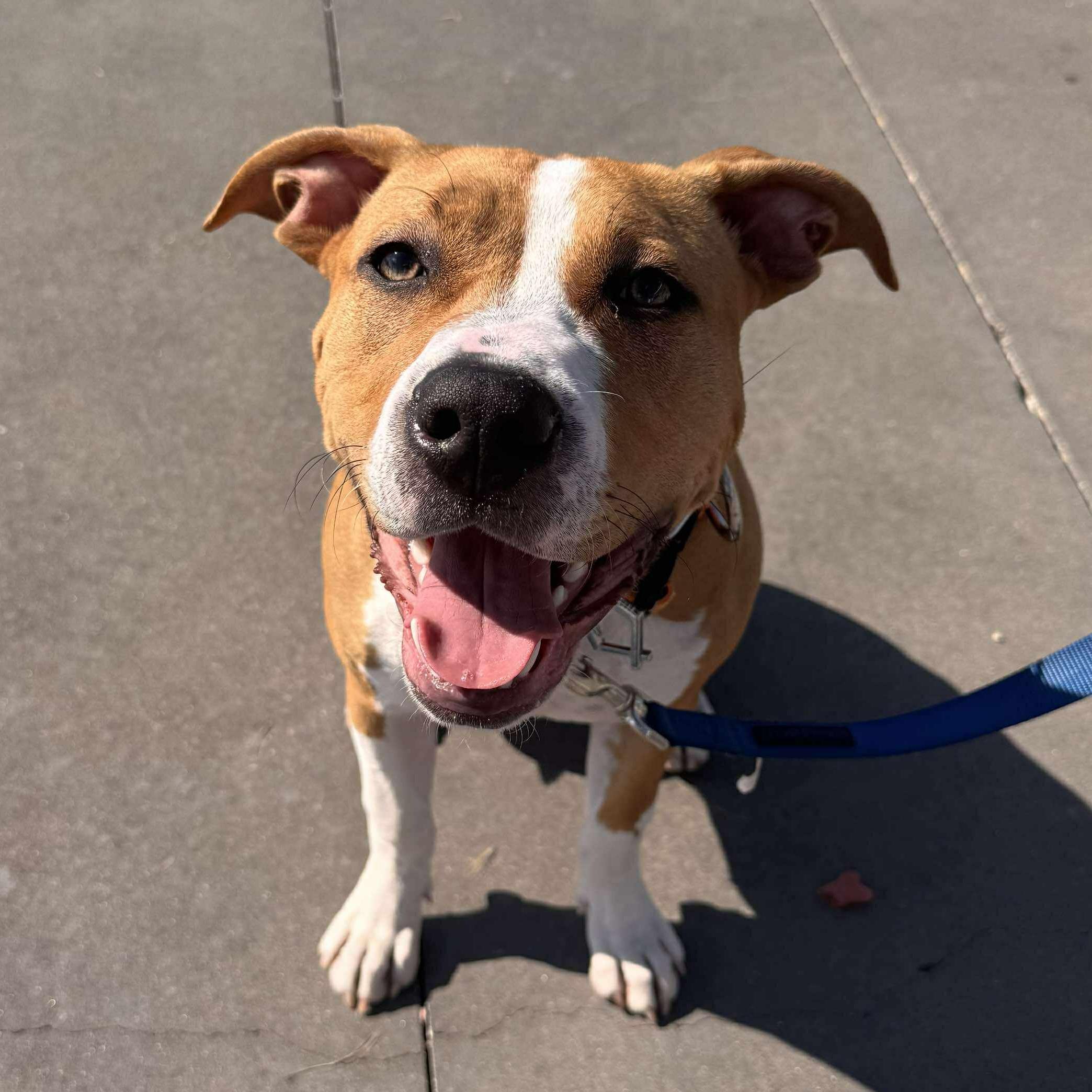 Enlarge Eve, a Adopted mixed breed in Dallas, TX image 1/4