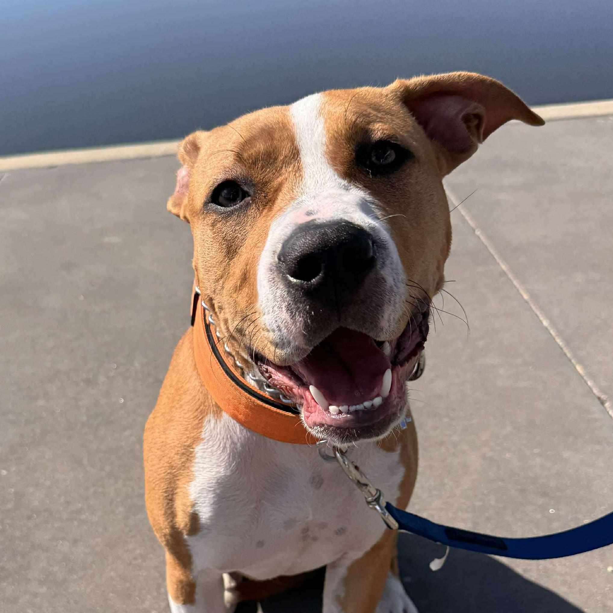 Enlarge Eve, a Adopted mixed breed in Dallas, TX image 3/4