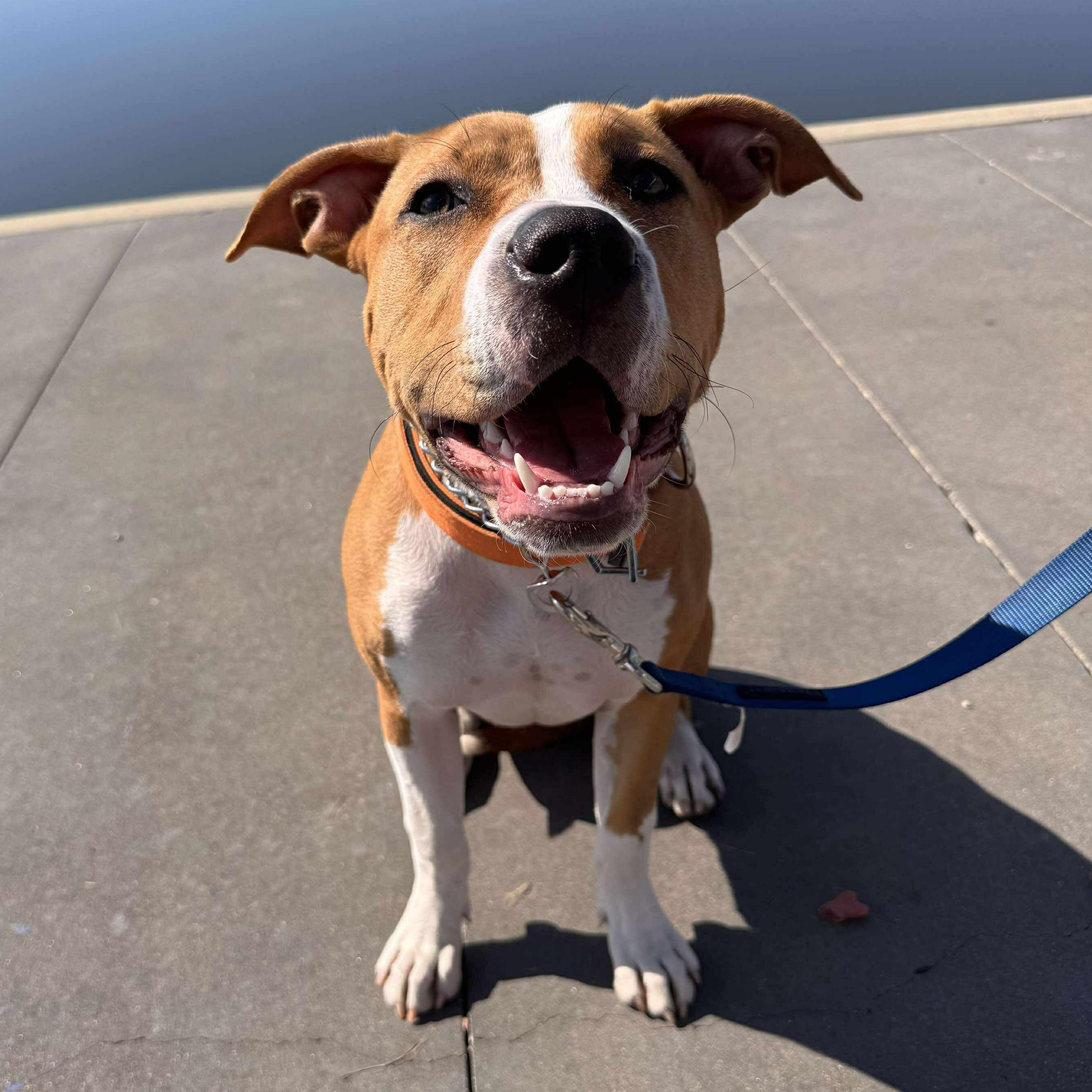 Enlarge Eve, a Adopted mixed breed in Dallas, TX image 4/4