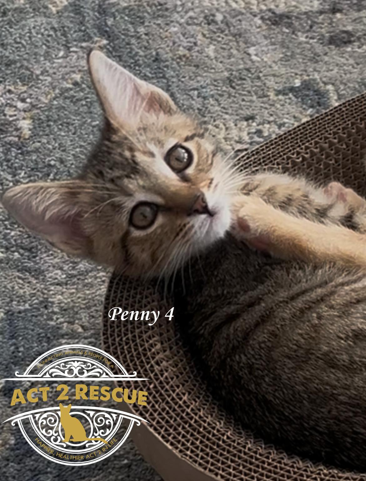 Penny 4, Adoptable, Young Female Domestic Short Hair.