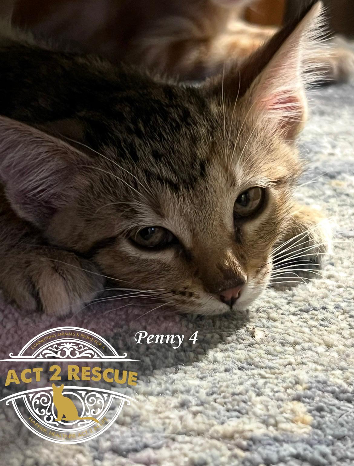 Penny 4, a Adoptable Domestic Short Hair in Riverside, CA image 2/2