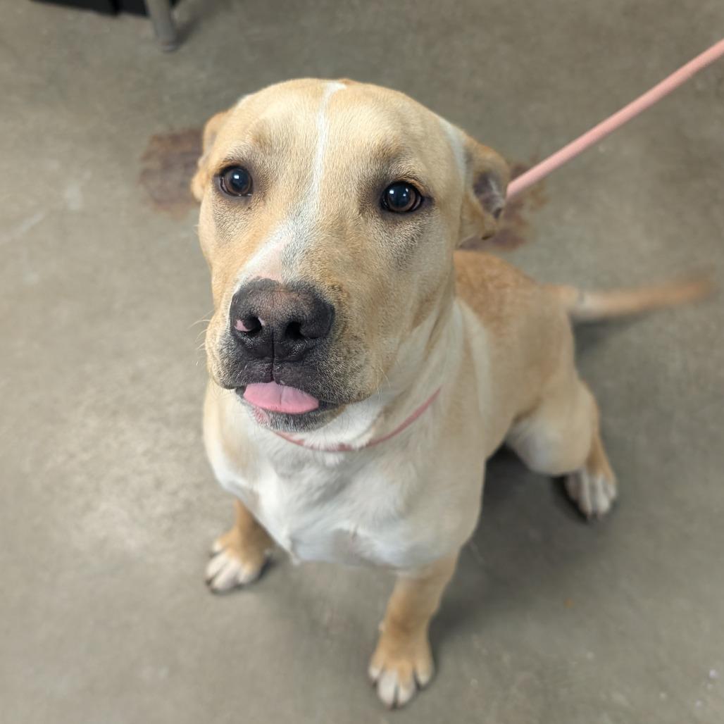 TC, Adoptable, Young Male Great Pyrenees & Bull Terrier.