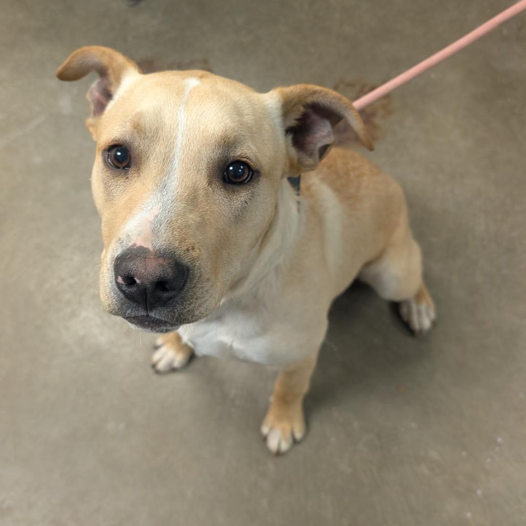 Enlarge TC, a Adoptable mixed breed in Emporia, KS image 2/5
