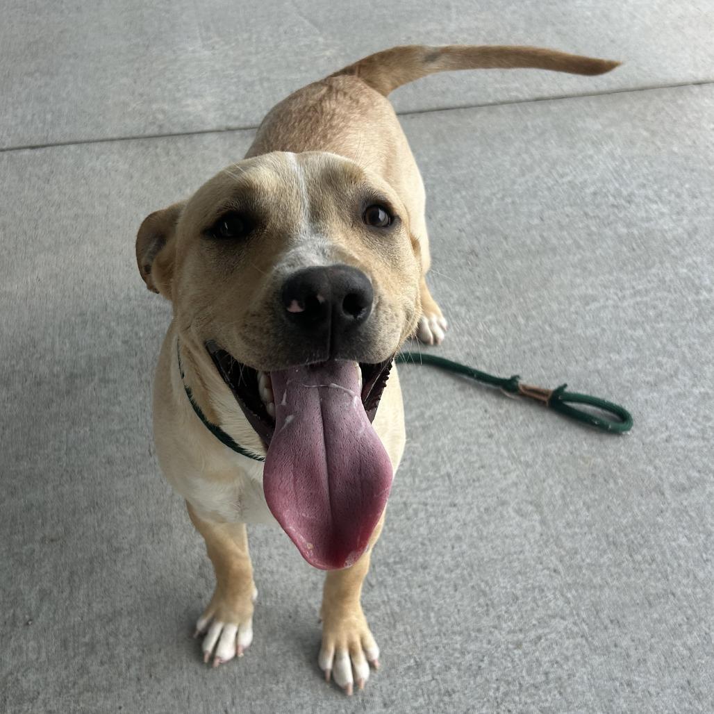 Enlarge TC, a Adoptable mixed breed in Emporia, KS image 3/5