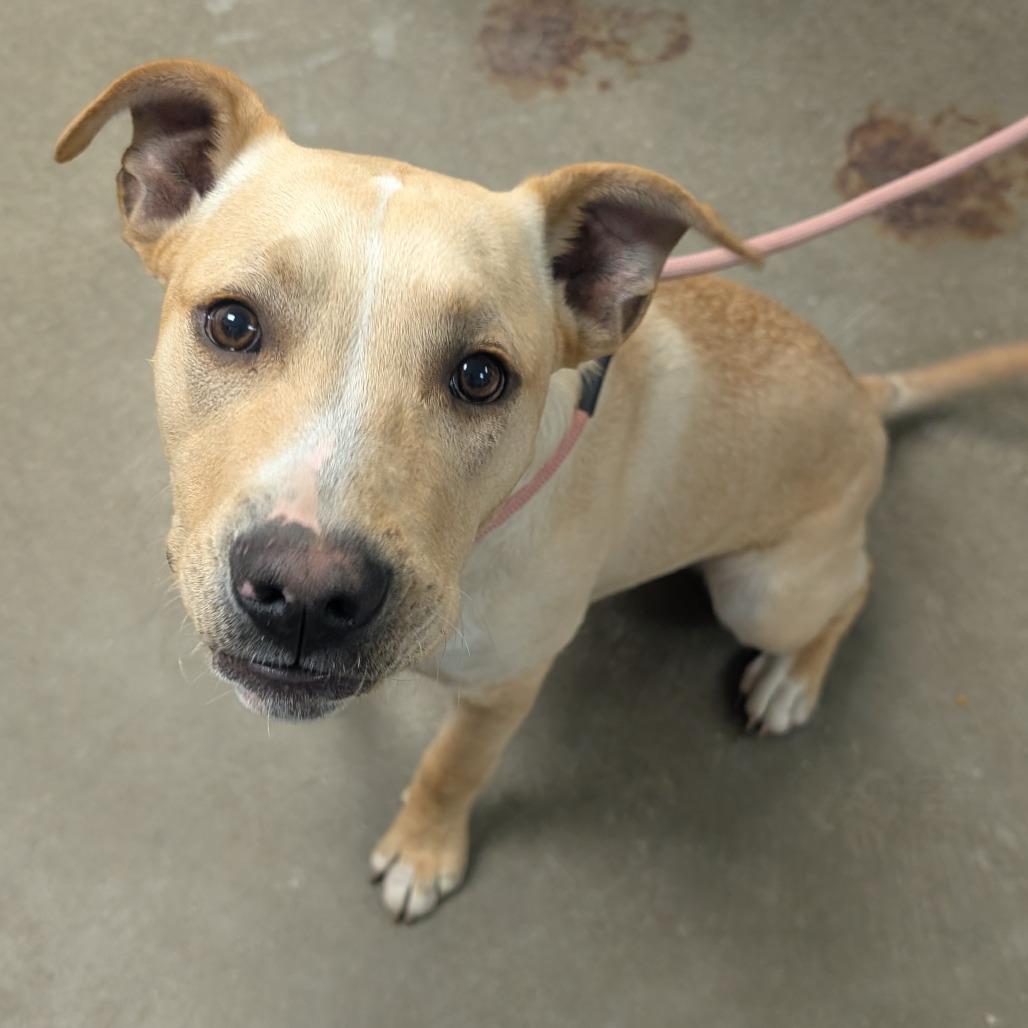 Enlarge TC, a Adoptable mixed breed in Emporia, KS image 4/5