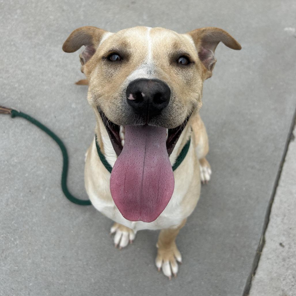 Enlarge TC, a Adoptable mixed breed in Emporia, KS image 5/5