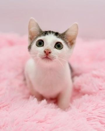 Enlarge Mr. Pib, a Adoptable Domestic Short Hair in Covington, LA image 5/6