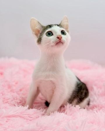 Enlarge Mr. Pib, a Adoptable Domestic Short Hair in Covington, LA image 1/6